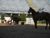 Campdrafting
