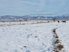 Nevada