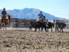 Arizona - cow working