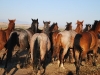 Stádo koní včetně hříbat pro obsedací kliniku