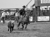 Calf Roping