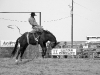 Stock Saddle Bronc Riding