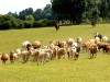 Stahování stáda krav s telaty, Hoslovice, foto: Michaela Prajerová