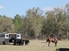 Martin Black, nakládání krav do traileru, Williston, FL