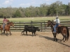 Florida - horsemanship, roping, foto: Kathleen