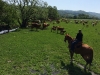 Šestiletý, čerstvě obsedlý plnokrevný hřebec u stáda krav