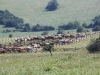 Stádo krav v záchytných ohradách, foto: Mária Merková