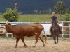 Irča na mladičké kobylce sama trackuje krávu. Foto: Andrea Bednaříková