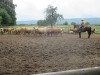 Stádo na jízdárně. Foto: Jana