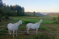 IMG-20240926-WA0011