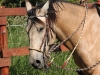 Two rein