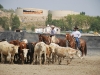 Elko County Fair 2013, Ty a Ronda Van Norman