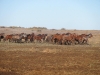 Mladí koně na Twisselman Ranch, foto: Kyla Pollard