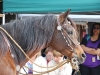 Sheila Varian - Vaquero Show and Sale - Santa Ynez