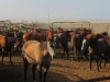 Madonna Inn Quarter Horses