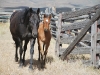 Van Norman Quarter Horses