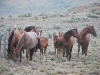 Van Norman Quarter Horses