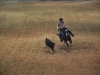 Working Ranch Horse